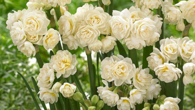 Daffodils can be poisonous to pets