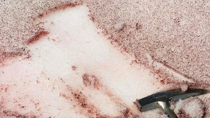 Image of pink snow algae scraped off of the snow surface.