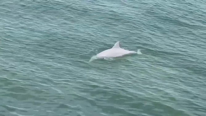 A rare white dolphin was seen swimming in the waters off Dunedin, Florida, video recorded on April 5 shows.