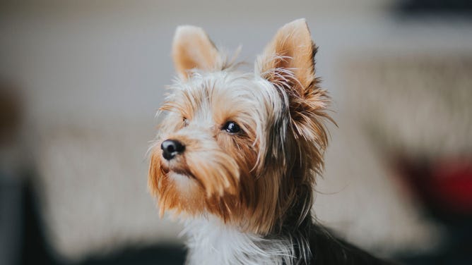 A dog on alert.