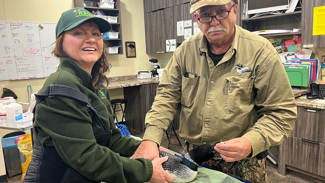 Linda and Kevin Grenzer, of Loon Rescue at the REGI clinic, are seen with a loon that was captured late Friday night in Curtiss, Wisconsin.