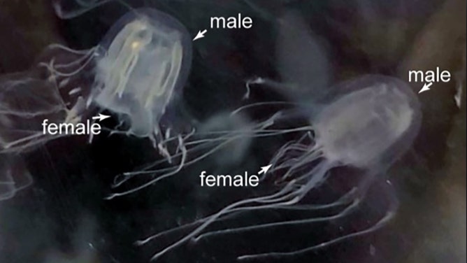 See It Before It Sees You New Species Of Jellyfish Found With 24 Eyes   Jelly2 