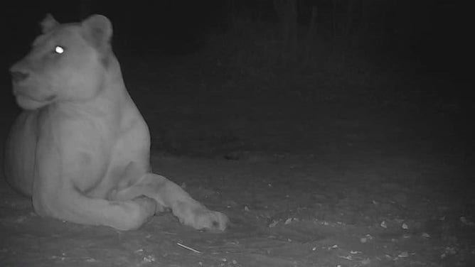 Camera trap image of the lioness in Sena Oura National Park on February 22, 2023.