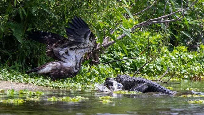 Pictures show Florida gator lunge at bald eagle who nearly escapes