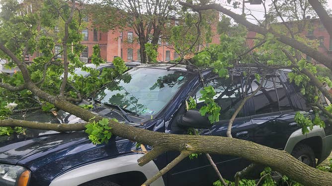 Tree damage in Pennsylvania 