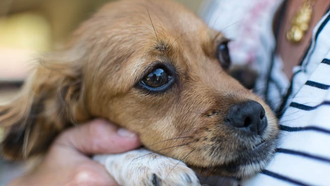 Dog being held.