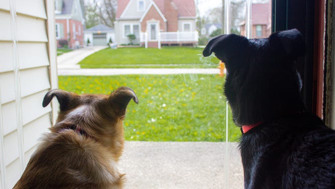 Two dogs look out a glass door.
