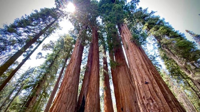 Sequoia trees rise into the sky at Sequoia National Park in California during the spring of 2023.