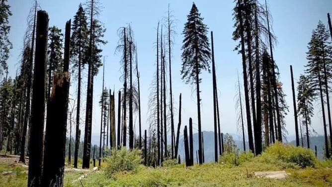 Trees tower above a forest floor at Sequoia National Park in California during the spring of 2023.