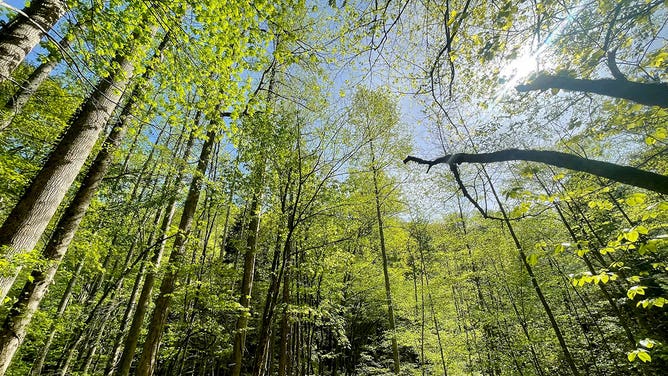 The sun shines through a canopy of trees at Great Smoky Mountains National Park in Tennessee during the spring of 2023.