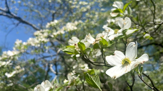 Trees bud in Great Smoky Mountains National Park in Tennessee during the spring of 2023.