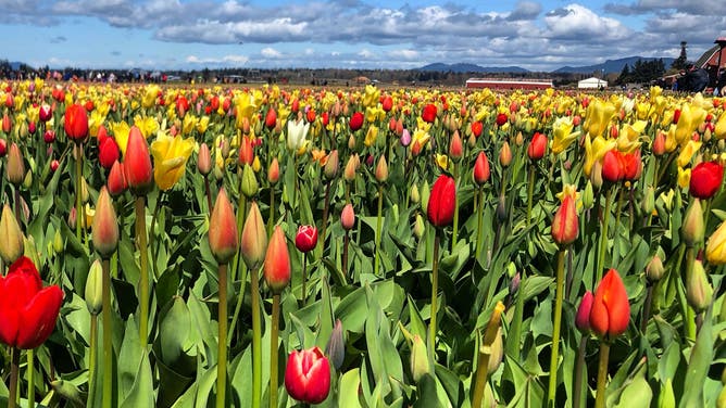 Tulips in Skagit Valley.