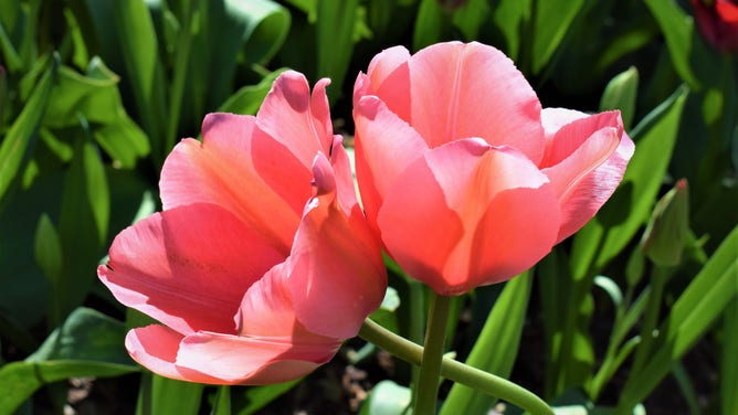 Tulips in Washington state may bloom later this year – here’s why | Fox ...