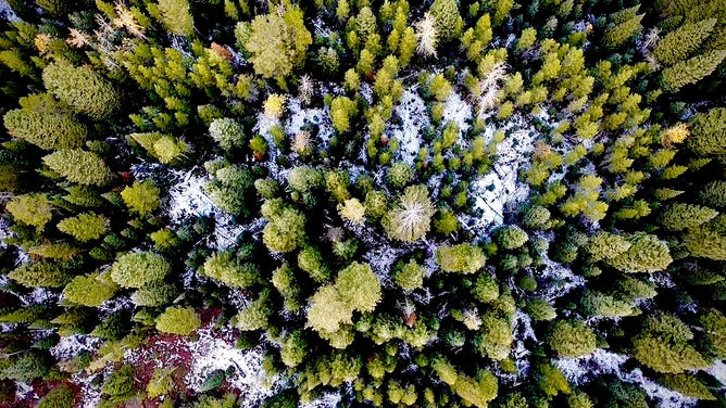 Snow blankets the ground in a forest at Grand Teton National Park in Wyoming during the spring of 2023.