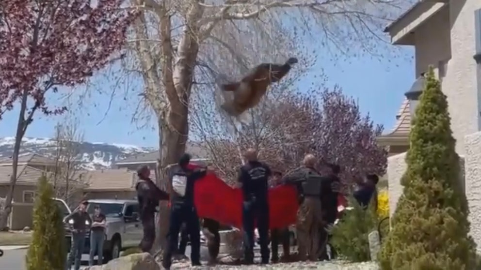 Firefighters rescued a bear stuck in a tree on a residential street in Reno, Nevada, on April 26, authorities said.