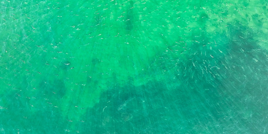 Spot the white shark! Many can't in this photo taken off Cape Cod | Fox