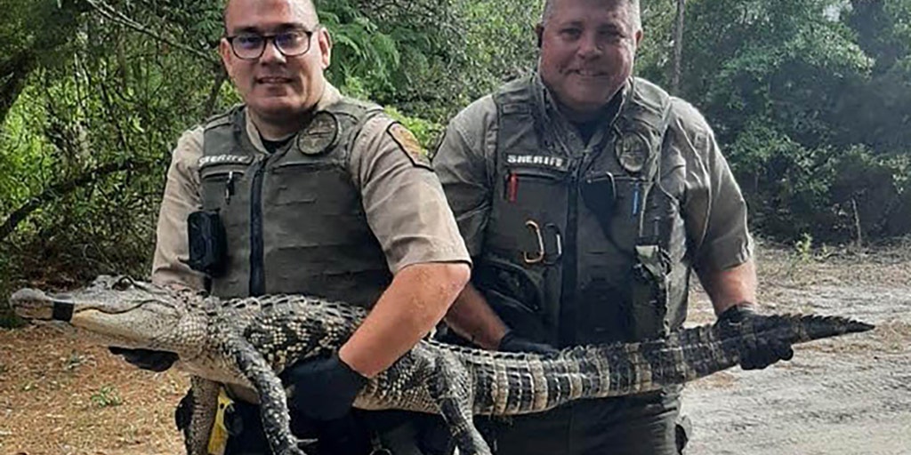North Carolina alligator hides among donkeys to avoid capture deputies say North Carolina alligator hides among donkeys to avoid capture deputies say
