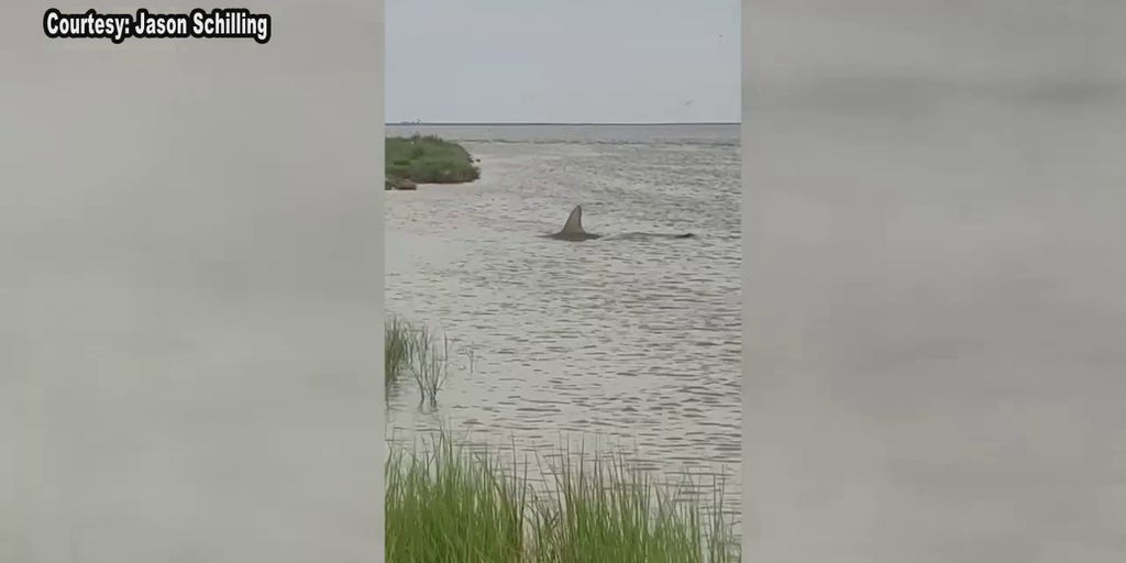 Texas man records unnerving video of large hammerhead shark thrashing