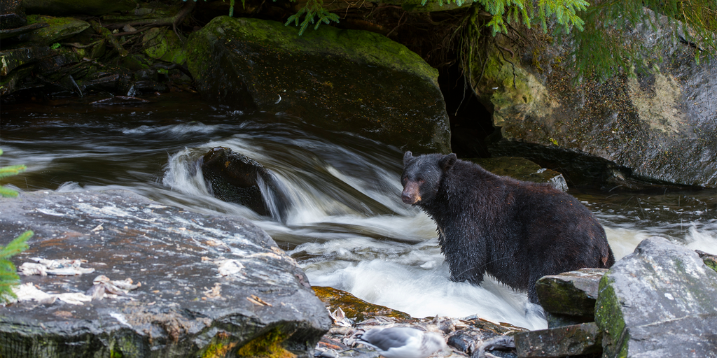 Bear attacks Pennsylvania children while they played in their driveway