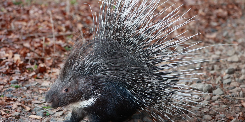 Porcupine is made out of Silicone. It's easy to flip inside out, remov