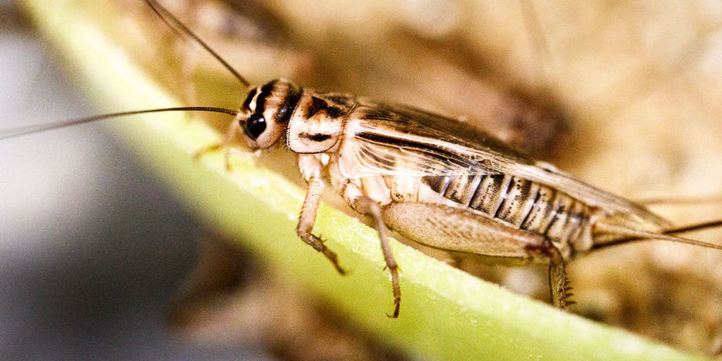 Want to know the air temperature? Listen to crickets chirping Fox Weather