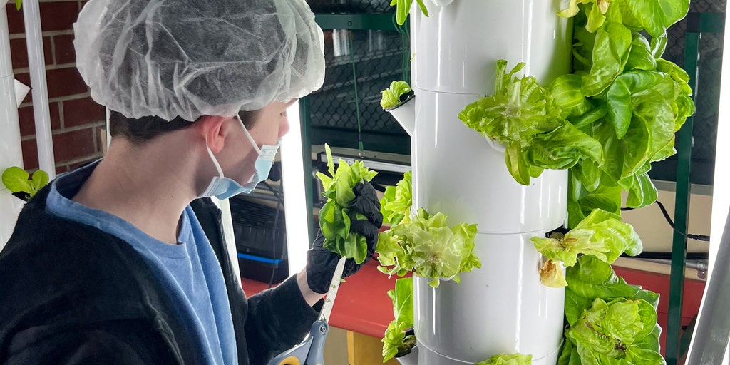 Teenage farmer uses hydroponics to grow food in New York and