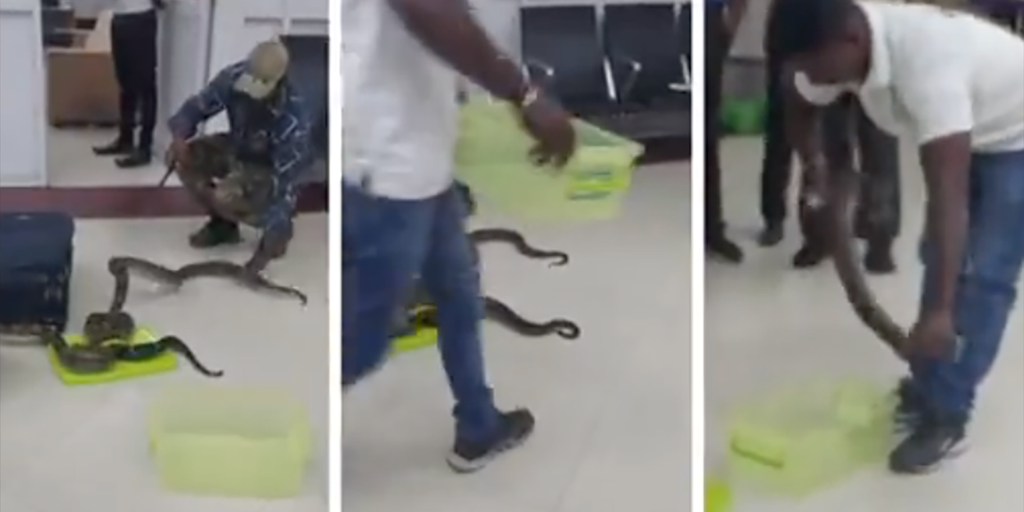 Customs officials discover 22 snakes in airline passenger's baggage | Fox Weather
