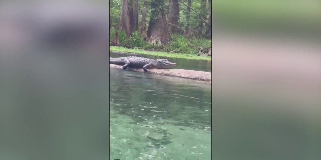 Video Women have close encounter with gator while floating down