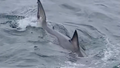 See it: Large great white shark spotted off Cape Cod in season's first reported sighting