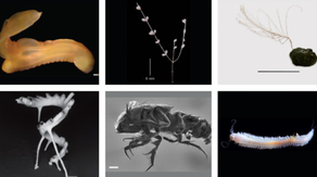 See some of the 5,000 new species found in planned mining zone of the deep Pacific