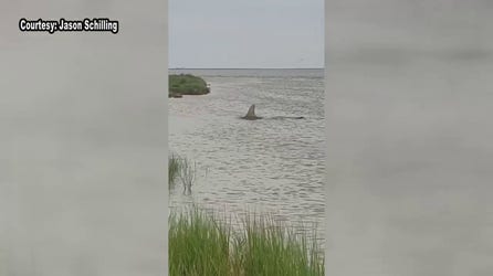 Texas man records unnerving video of large hammerhead shark thrashing in shallow waters off coast