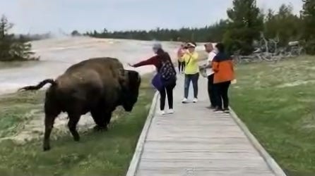 Video: Bison charges at Yellowstone tourist who tried to touch it