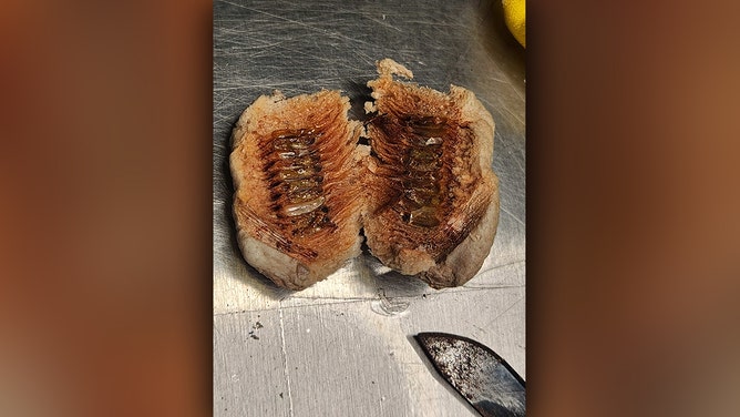 Plastic flowers larvae