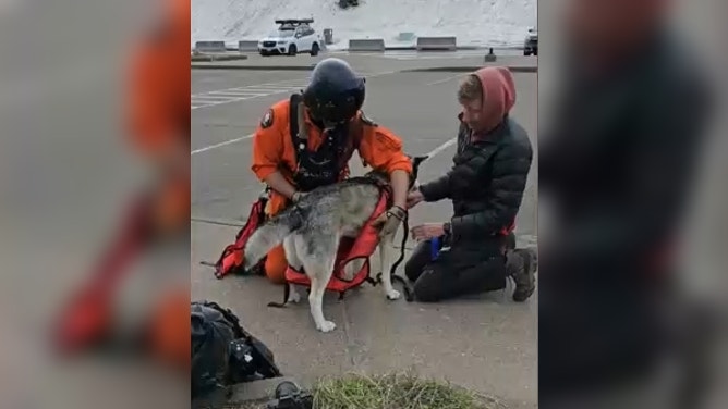 Emergency responders outfitting a dog for rescue.