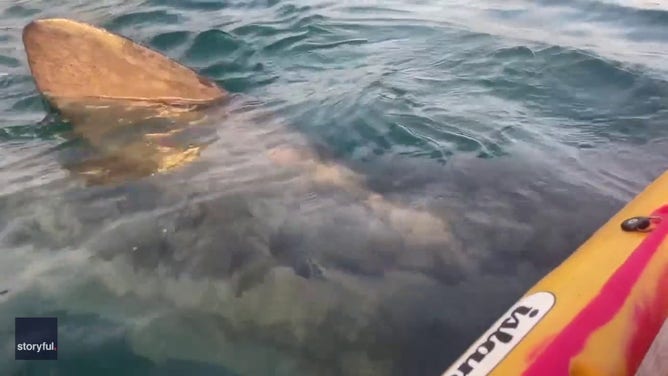 Kayakers Have Jaw-Dropping Experience, as Curious Shark Swims Right Under Boat