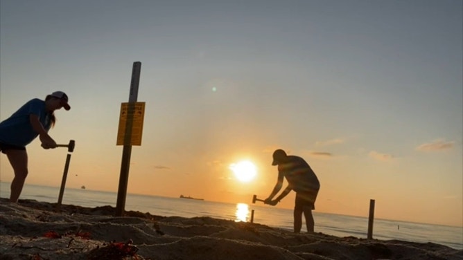 Cordoning off sea turtle nests.