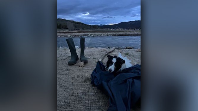 Colorado dog missing over 5 weeks found miles from home by mountain hiker