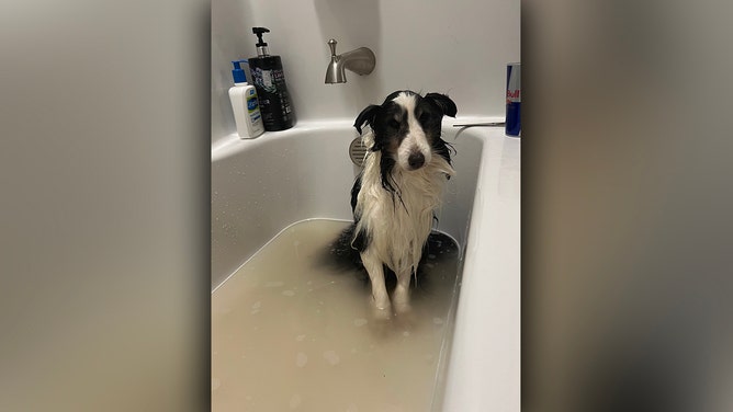 Colorado dog missing over 5 weeks found miles from home by mountain hiker