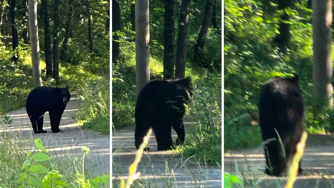 It's illegal to wrestle bears in Missouri, cops warn after multiple sightings