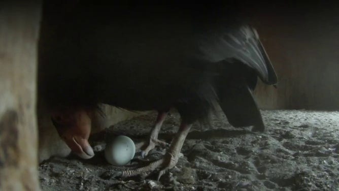 Oregon Zoo's smart egg could help save endangered condors