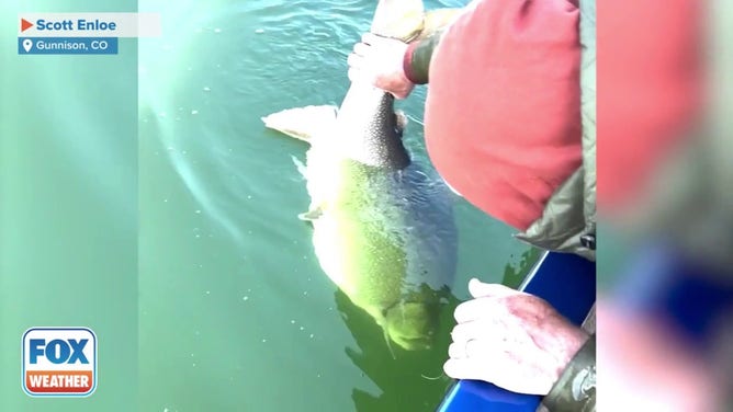 Colorado fisherman Scott Enloe is seen returning a massive Lake trough back into the water on May 5, 2023. The likely record-breaking catch was nearly 4 feet long and weighed more than 73 pounds.