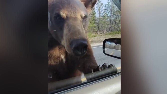 Bear approaches car in northern Minnesota.