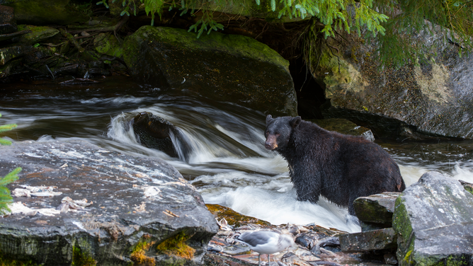 Bear Attacks Pennsylvania Children While They Played In Their Driveway ...