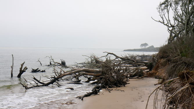 FILE - Salt washed trees on Boneyard Beach.
