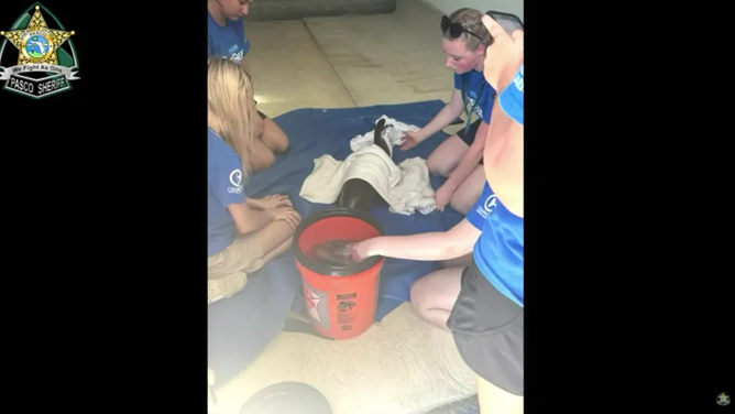 A dolphin rescued off Pasco County with crews from Clearwater Marine Aquarium.