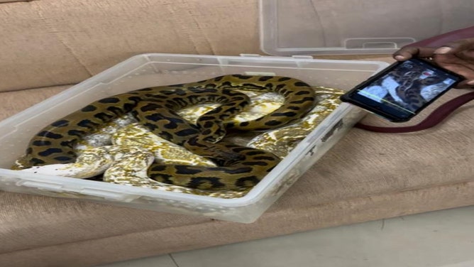 Customs officials discover 22 snakes in woman's bag