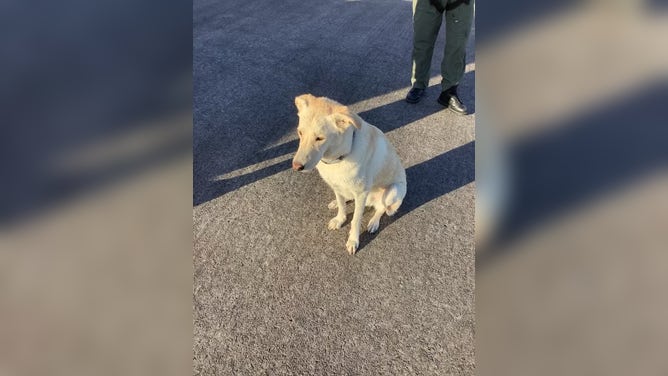 Watch: 2 boaters, dog plucked from catamaran by Coast Guard as it sank off Georgia coast