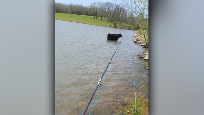 Cow helps Missouri man accomplish decade-long fishing goal