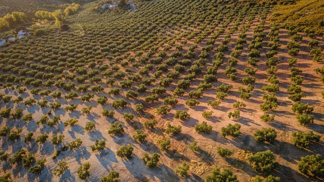 Olive Harvest And Oil Production at Worlds Largest Bottler
