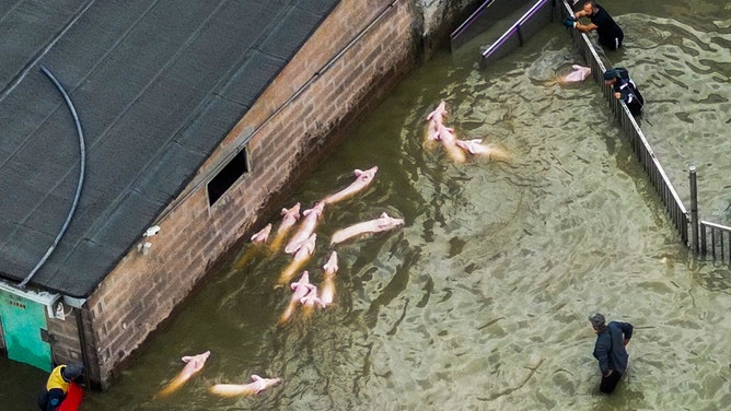 An aerial view shows farmers gathering pigs to transport them away from their flooded enclosure at a pig farm in the town of Lugo on May 18, 2023, after heavy rains caused flooding across Italy's northern Emilia Romagna region.